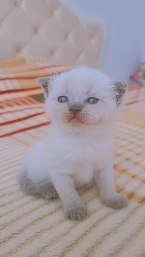 Scottish Blue Point Oyuncu Kedimiz