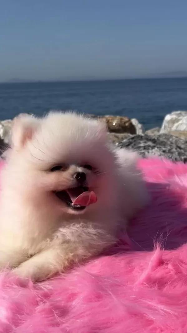 Oyuncak Surat Pomeranian Boo