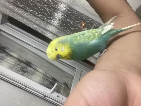 Full Evcil Konuşan Muhabbet Kuşu Paşa