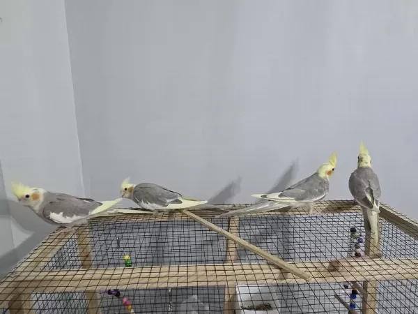 Yavru Sultan Papağanları 4 Aylık