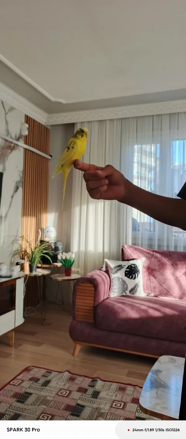 Konuşan Muhabbet Kuşu Limon