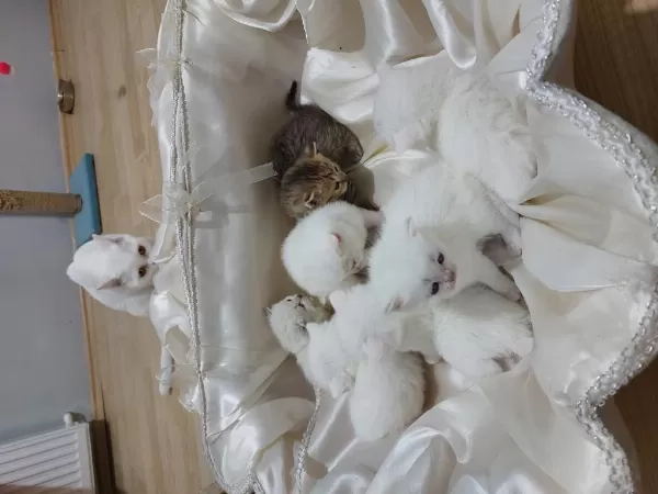 Bal Kediler Rezerveye Açilmiştir