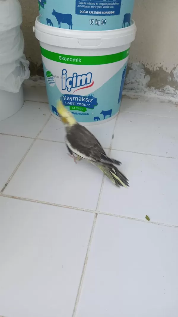 Yavru Sultan Papağanı Bebekler
