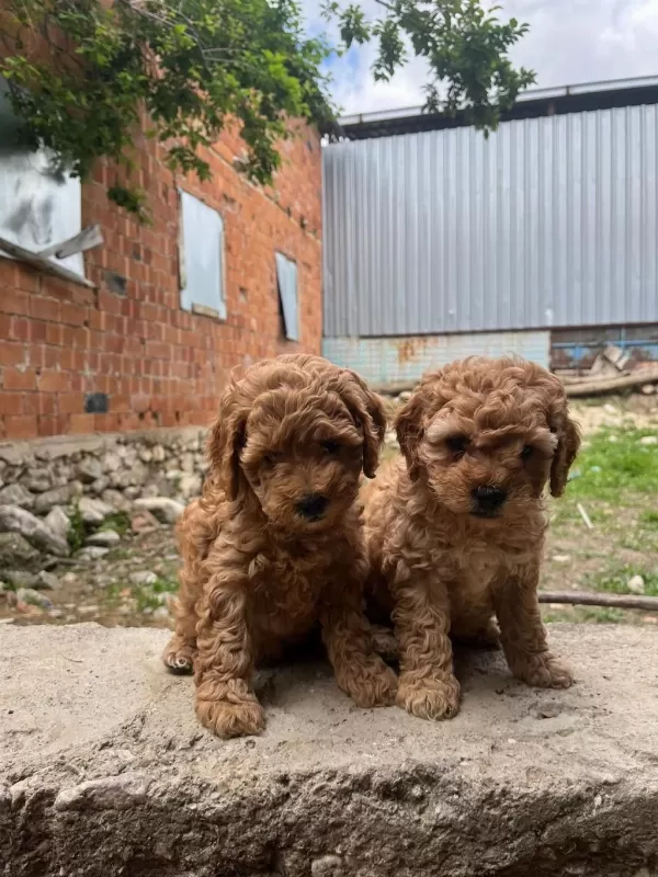 Toy Poodle Yavrular İrk Sağlık Garantili