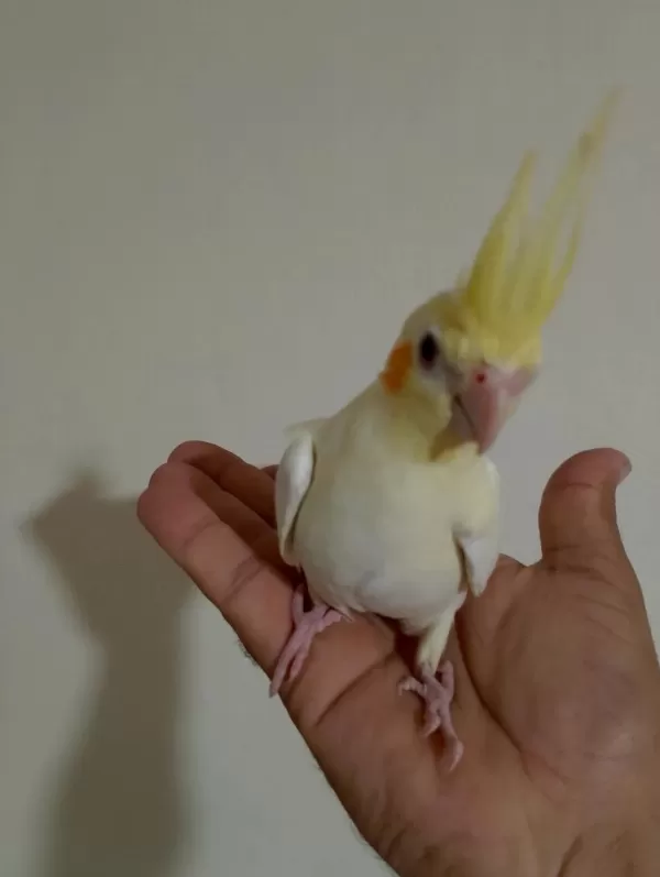 3 Aylık Sultan Papağanı Yavrular