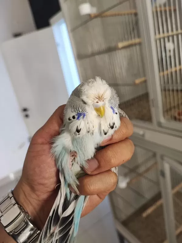 Show Jumbo Muhabbet Kuşları