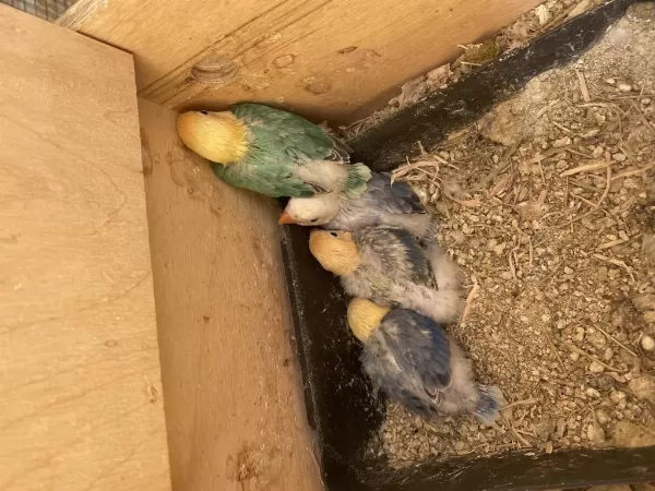Cennet Papağani Yavru (üst Mutasyon)