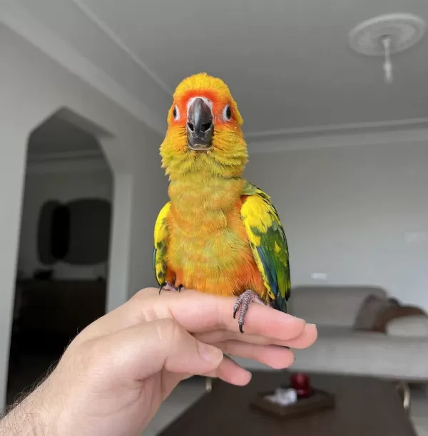 El Besleme Bebek Güneş Konur Papağani