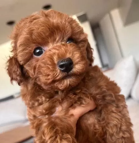 Maltipoo Yavrumuz Red Brown