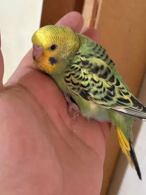 37 Günlük Konuşturmalik Bebek Muhabbet Kuşu