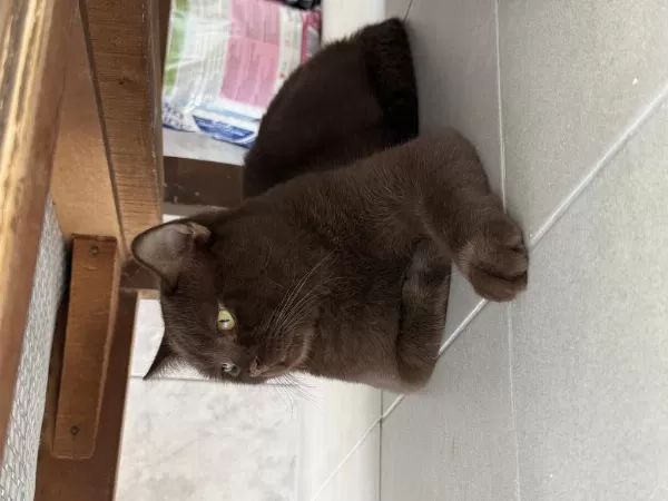 Ücretsiz Sahiplendireceğiz 7 Aylık British Shorthair