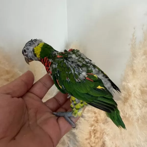 Sağlıklı Lori Papağani Yavru