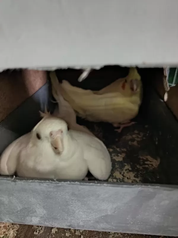 Lutino Albino Sultan Papağanı Takım
