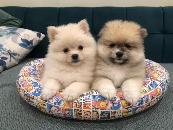 Pomeranian Yavrular İrk Sağlık Garantili