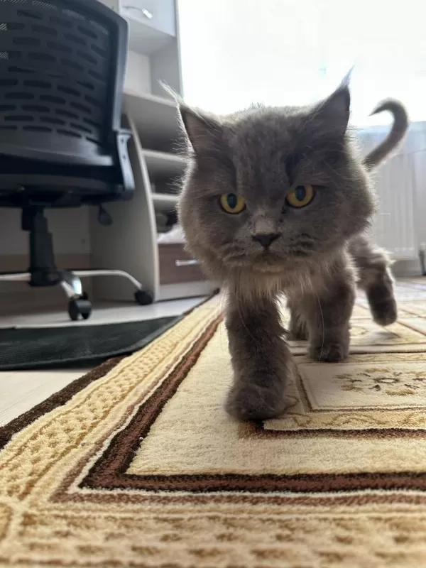 Yetişkin Kısır Dişi British Longhair