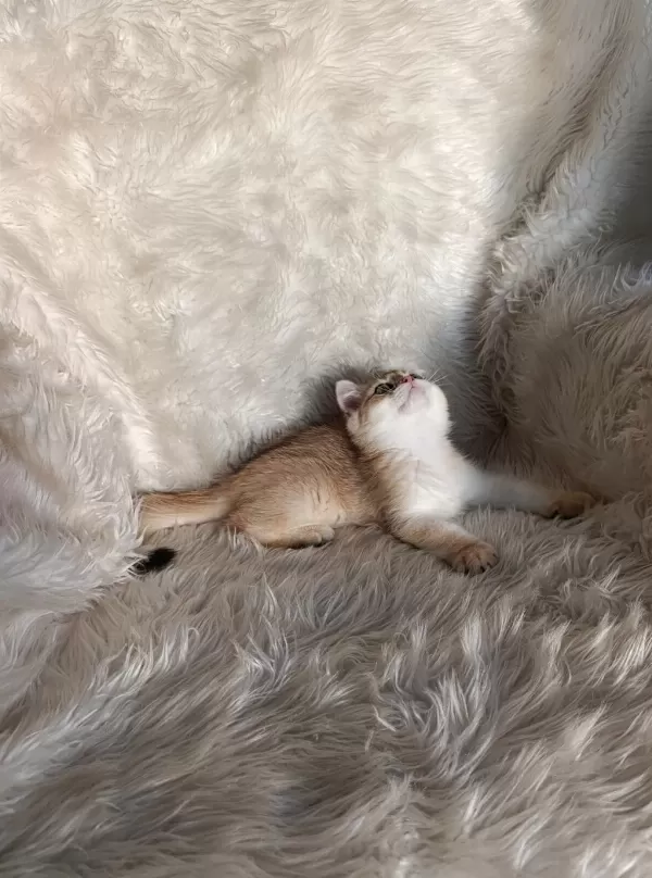 British Shorthair Golden Oğlumuz
