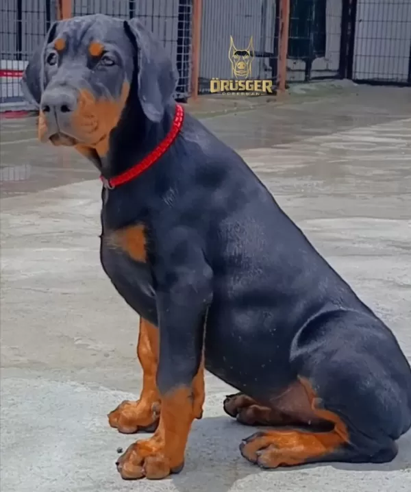 3.5 Aylık A Şecereli Kaliteli Doberman Yavrular