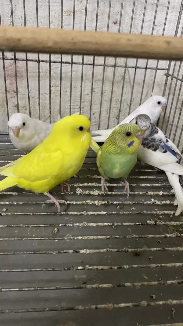 Yeni Yeme Düşmüş Muhabbet Kuşu Bebekler