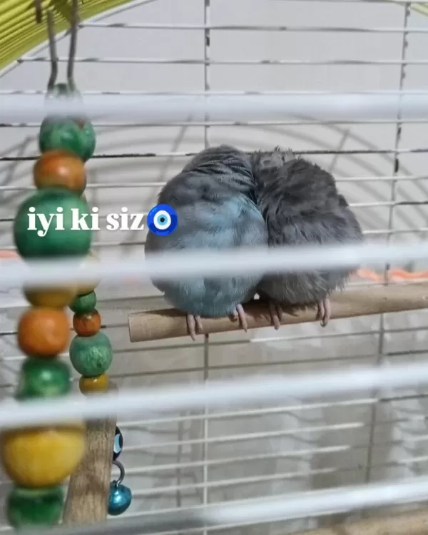 Hazır Çift Forpus Papağanı