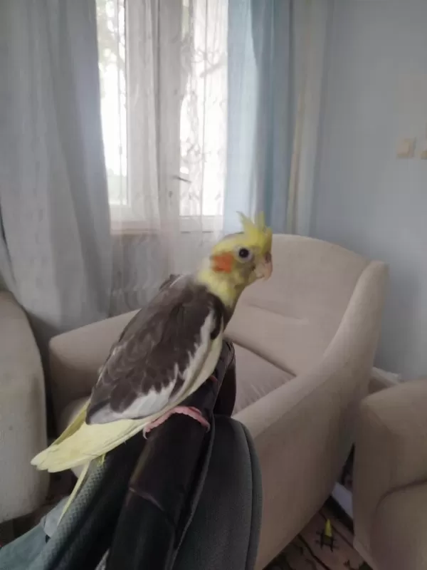 2 Aylık Sultan Papağanı