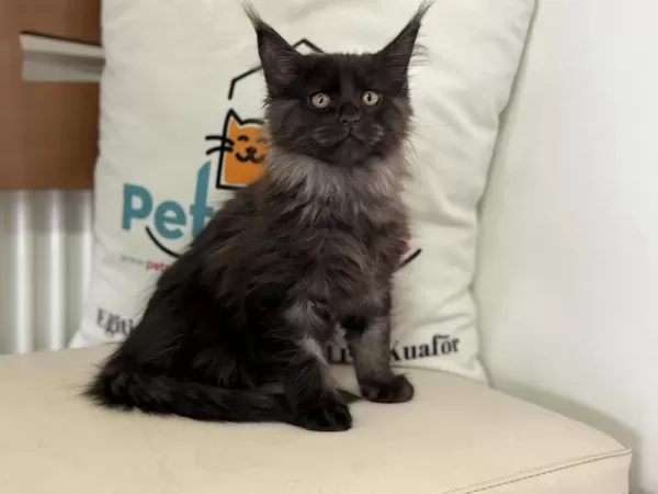 Ankaranın En Seçkin Maine Coon Yavruları