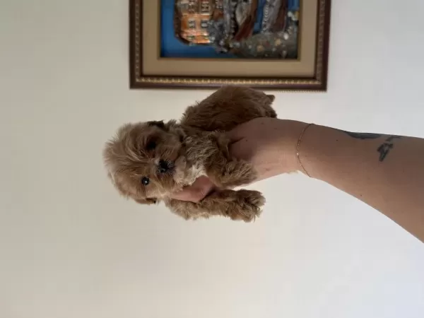 Dişi Ve Teacup Erkek Kore Maltipoo Bebişler