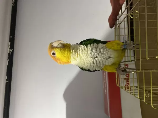 8 Aylık Caique Full Evcil