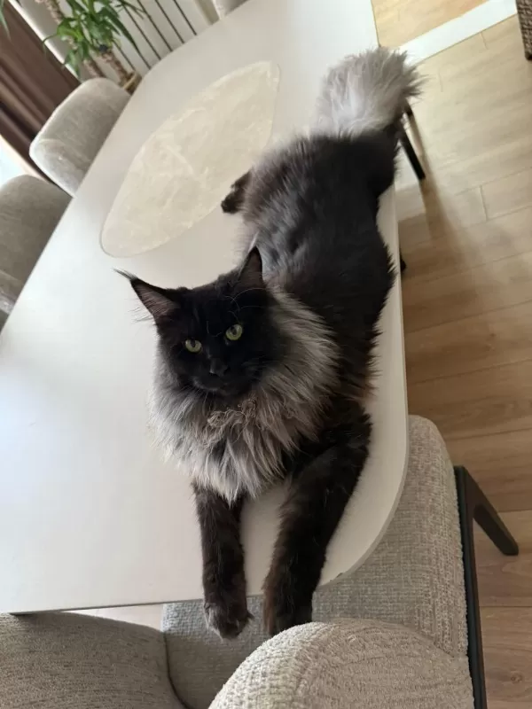Ankaranın En Seçkin Maine Coon Yavruları