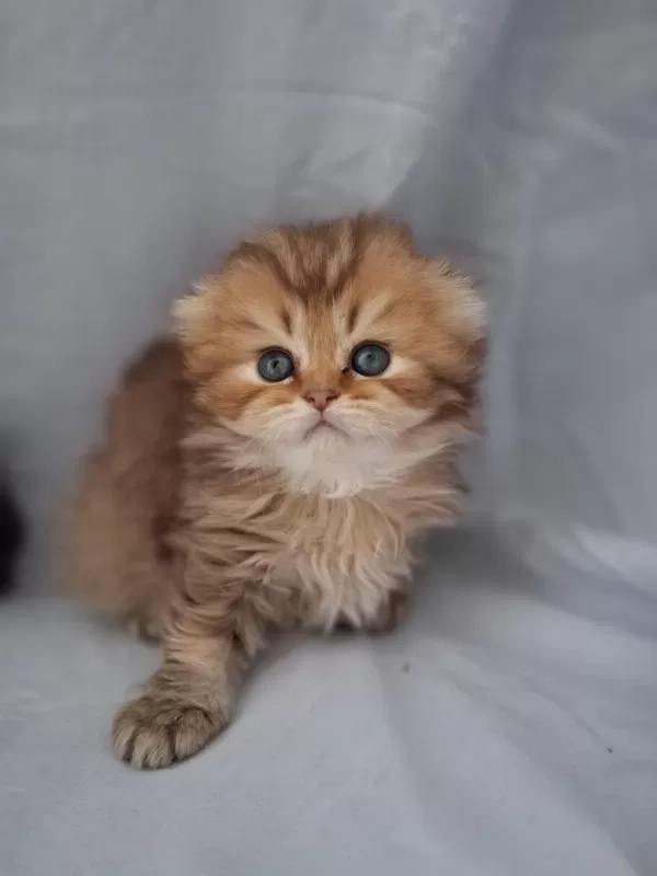 Çikolata Golden British Longhair Yavrularımız