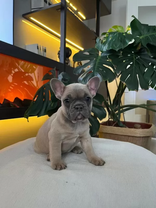 Egzotik French Bulldog Yavrular Harika Renkler Ve Anatom