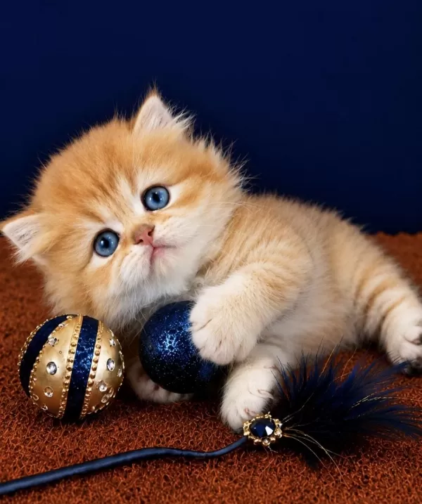 British Shorthair Ve Longhair Golden Yavrular
