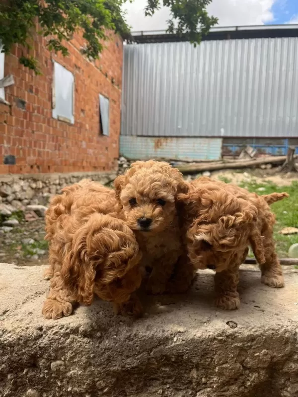 Toy Poodle Yavrular İrk Sağlık Garantili