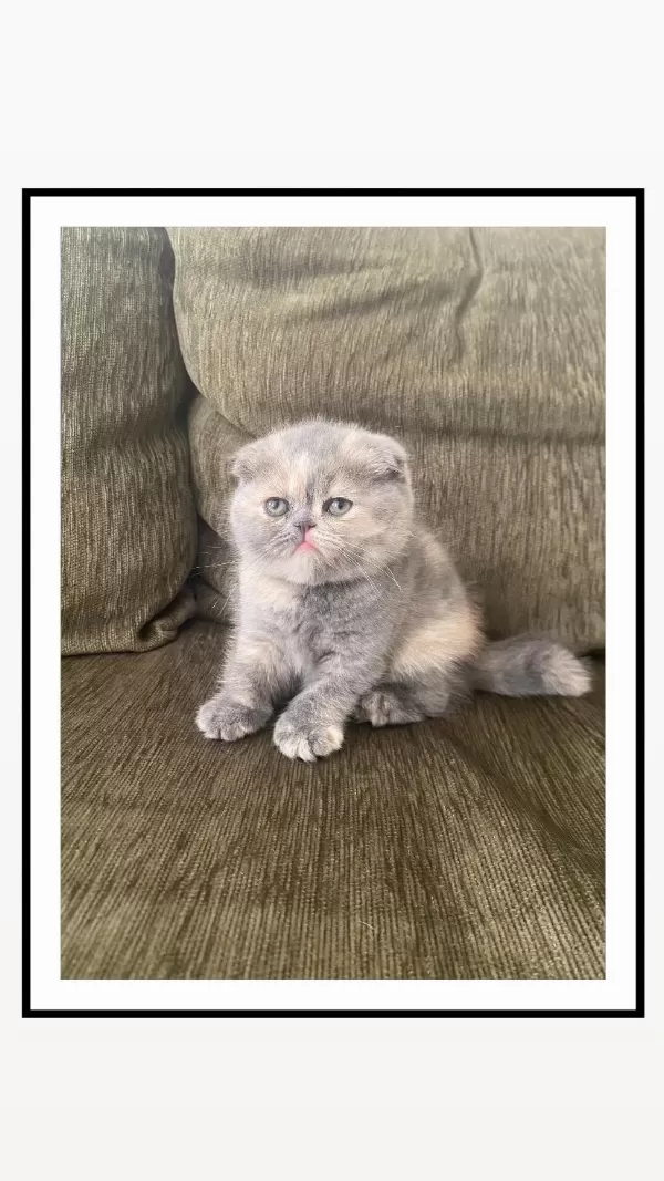 Bebek Surat Scottish Fold Kizimiz İçin Yuva