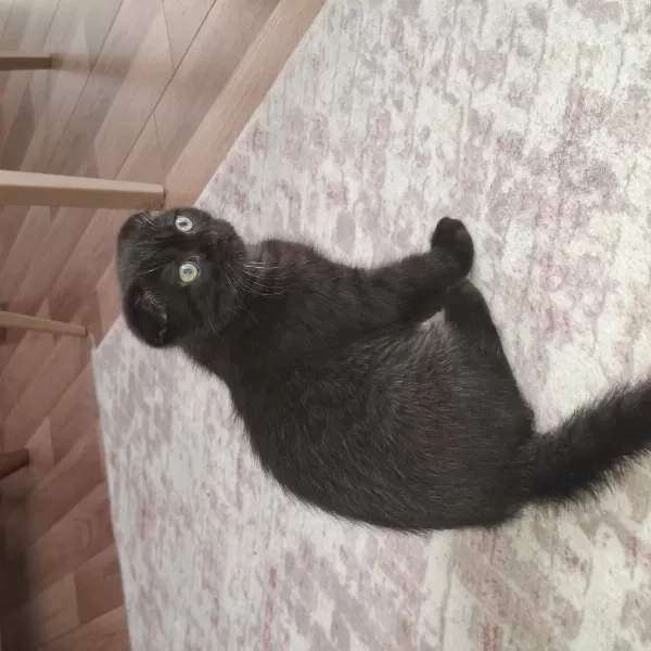 Erkek 3 Aylık Ücretli Scottish Fold