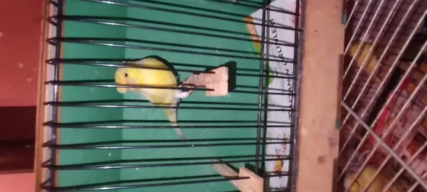 Şahane Birbirinden Güzel Alman Tepeli Kanaryalar