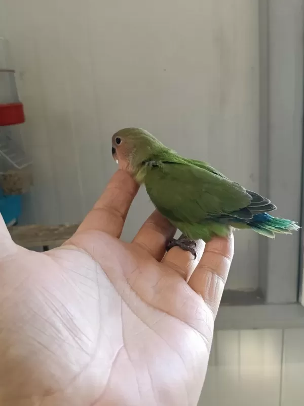Çok Güzel Sevda Papağanlar