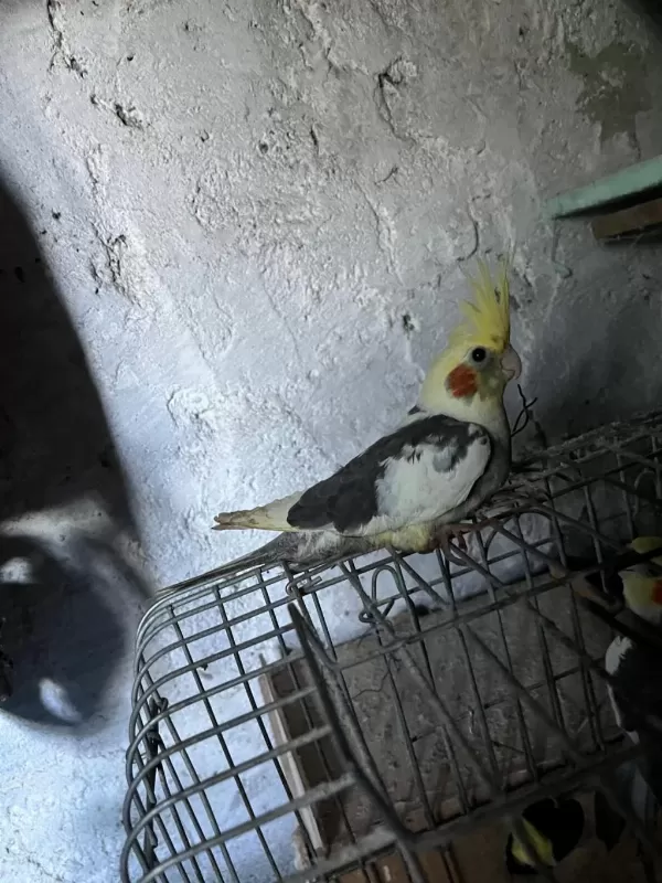 Sahibinden Sultan Papağanları İçin Ulaşın