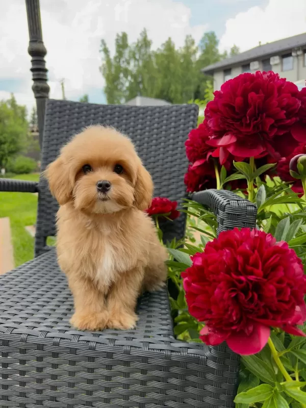 Kore Eğitimli Maltipoo