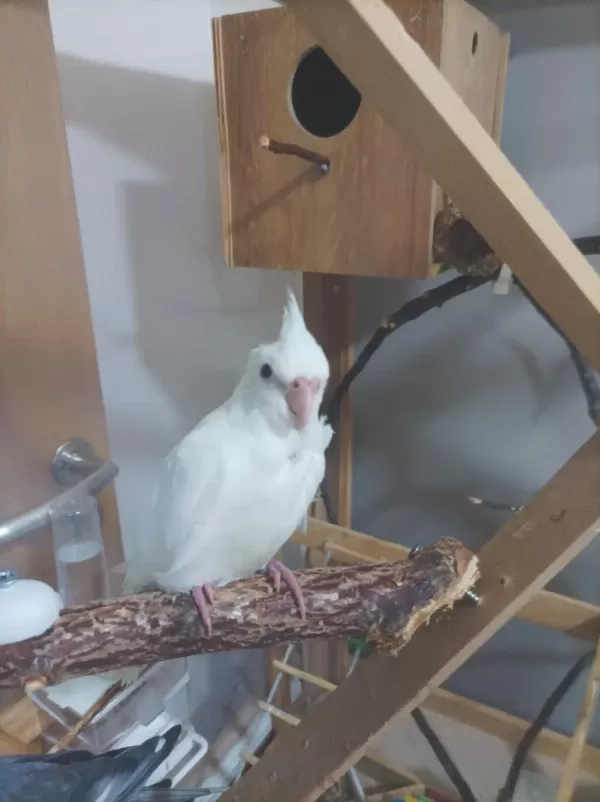 2 Aylik Albino Kirmizi Göz Sultan Papağani