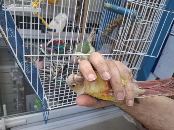 Evcil Konur Papağanlar