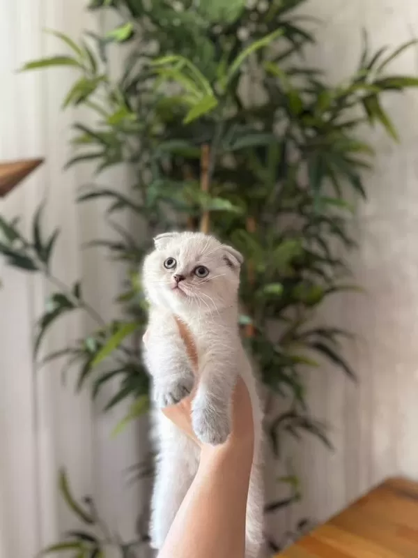 Scottish Fold Silver Yavrularim