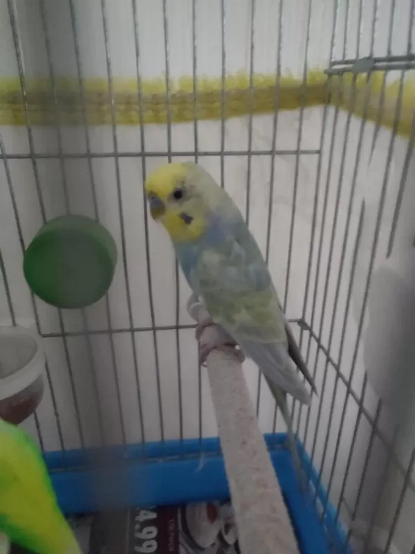 Rainbow Erkek Muhabbet Kuşu