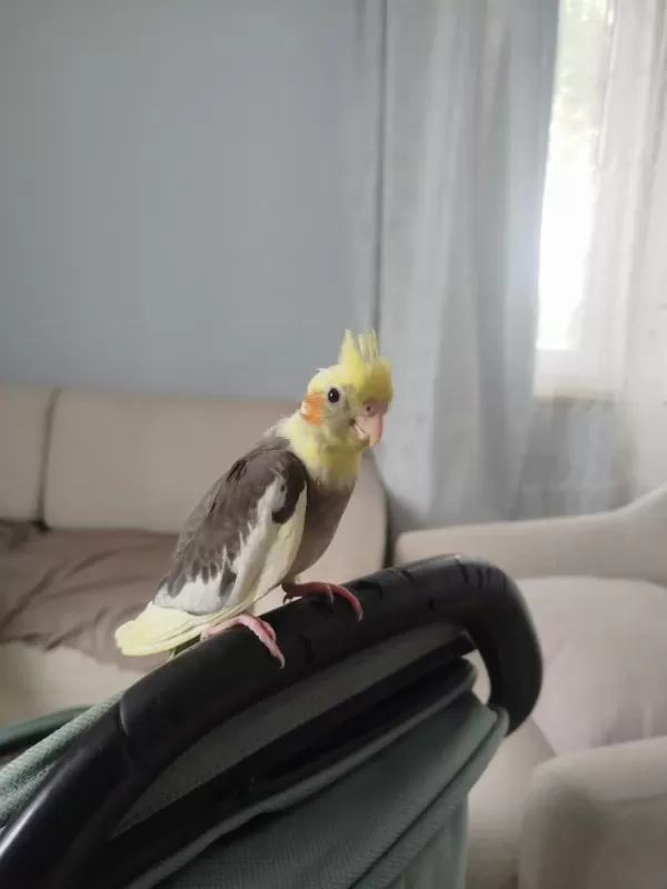2 Aylık Sultan Papağanı