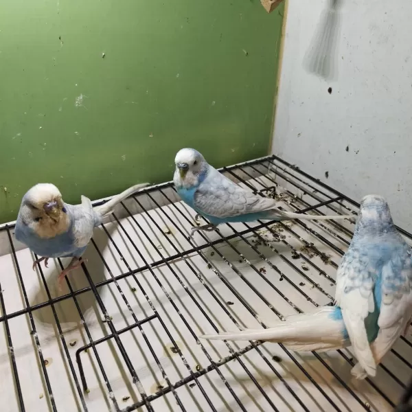 Anne Baba Ve Yavrusu Muhabbet Kuşlar