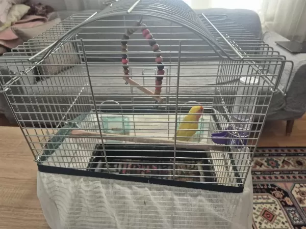 Muhabbet Ve Cennet Papağanı
