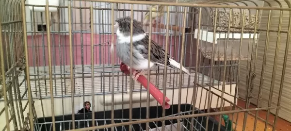 Erkek Beşiktaşlı Gloster Kanarya Ötüm Makinası