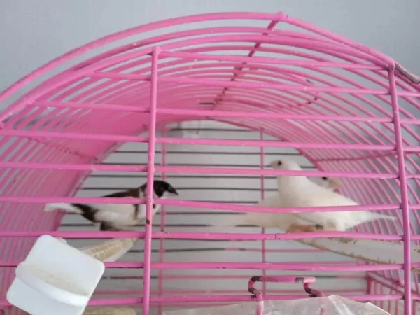 Bengal İspinoz Finch 3 Adet
