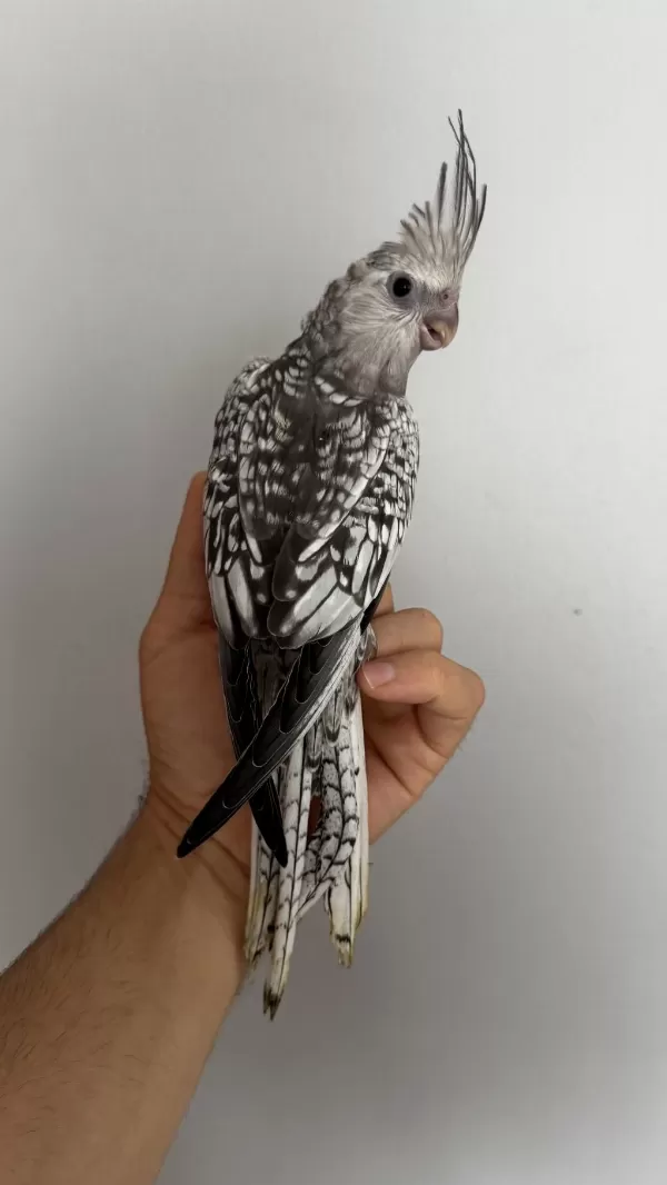 Albino Ve Wf Pearl Sultan Papağanı Yavruları