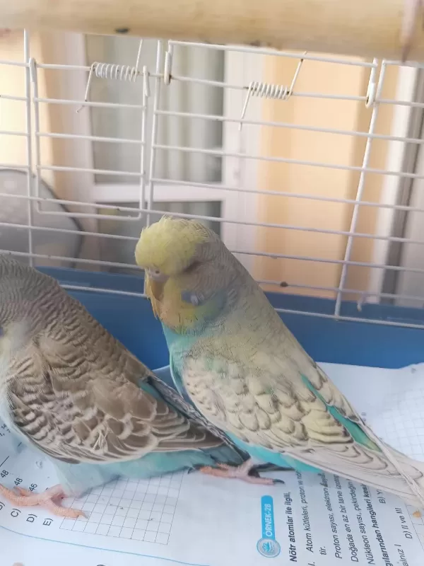 Konuşturmalik Aliştirmalik A Kalite Şov Jumbo Kuşlar