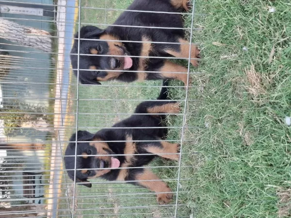Safkan Macar Koca Kafa Küt Burun Rottweiler Yavrular